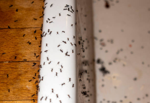Best Wasp Removal Services  in Strawberry Point, IA