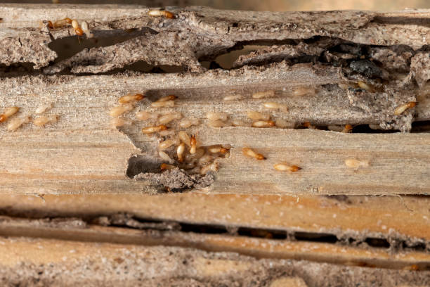 Flea Control Services in Strawberry Point, IA
